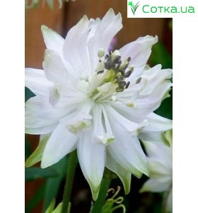 Аквилегия (Aquilegia) Barlow White