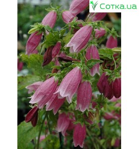 Колокольчик (Campanula) Beetroot
