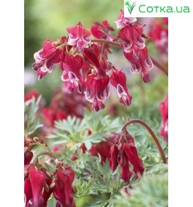 Дицентра (Dicentra) Burning Hearts®