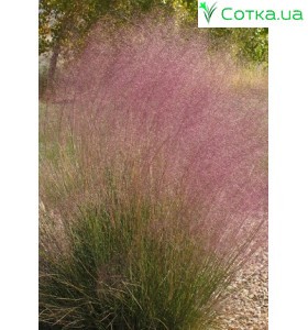 Мюленбергия (Muhlenbergia) Capillaris