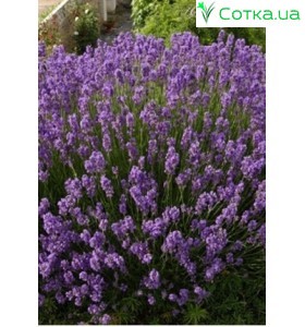 Лаванда (Lavandula) Dwarf Blue