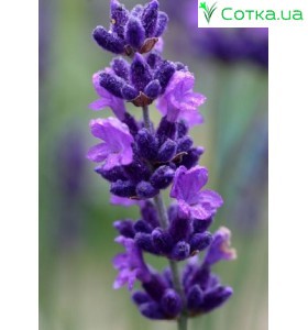 Лаванда (Lavandula) Hidcote