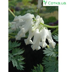 Дицентра (Dicentra) Ivory Hearts®