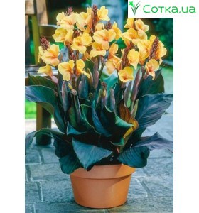 Канна (Canna) Louis Cottin
