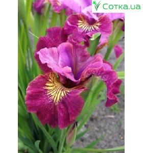 Ірис сибірський (Iris sib.) Miss Apple