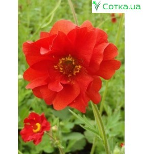 Гравилат (Geum)   Mrs. Bradshaw