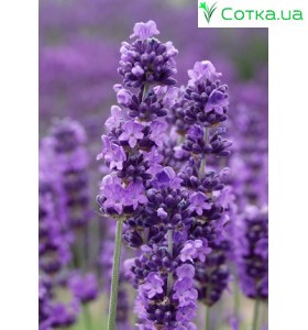 Лаванда (Lavandula) Munstead