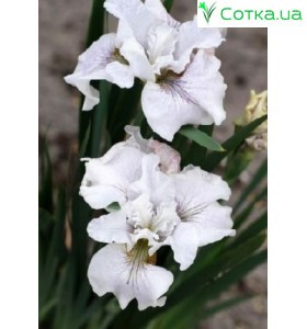 Ирис сибирский (Iris sib.) Not Quite White