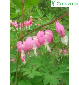 Дицентра (Dicentra) Pink