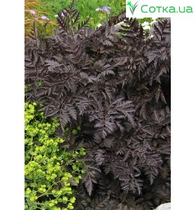Купирь (Anthriscus) Ravenswing