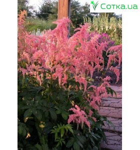 Астільба Тунберга  (Astilbe thun.) Straussenfeder