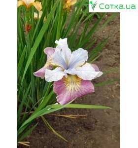 ірис сибірський (Iris sib.) Sugar Rush