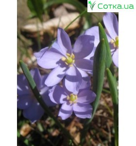 Джефферсония (Jeffersonia) diphylla