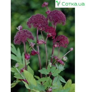 Дудник лесной (Angelica) gigas