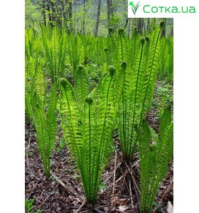 Страусник (Matteuccia) struthiopteris