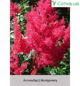 Астільба японська (Astilbe) (J) Montgomery