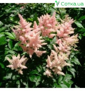 Астільба японська (Astilbe) (J) Peach Blossom