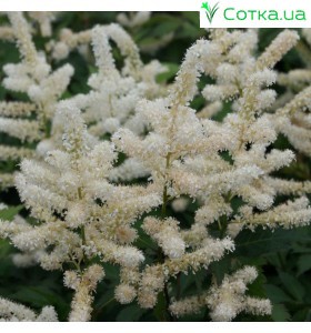 Астильба японская (Astilbe) (J) Washington