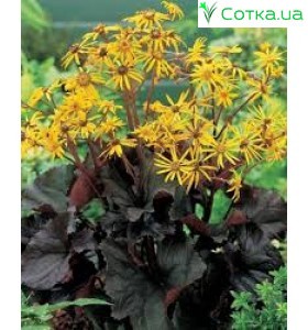 Бузульник (Ligularia)Twilight