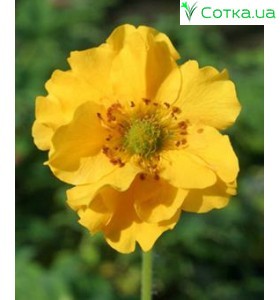 Гравилат (Geum)   Double Sunrise
