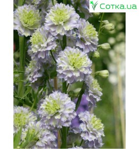 Дельфініум (Delphinium) Highlander Crystel Delight®