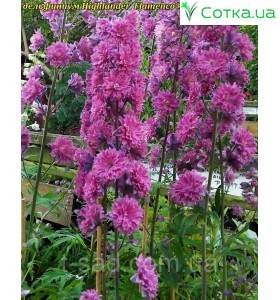 Дельфиниум (Delphinium) Highlander Flamenco®