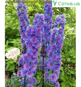 Дельфініум (Delphinium) Highlander Sweet Sensation®