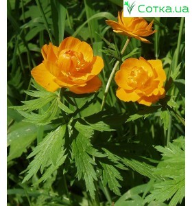 Троллиус (Trollius) Cheddar