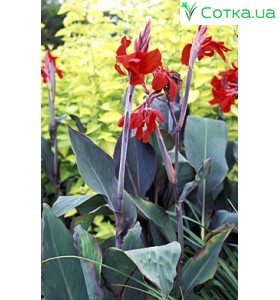 Канна (Canna) Black Night