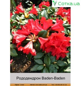 Рододендрон Baden-Baden