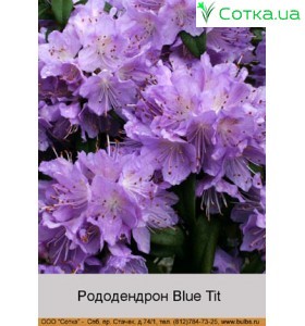 Рододендрон Blue Tit