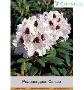 Рододендрон Calsap