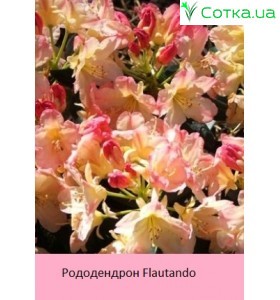 Рододендрон Flautando