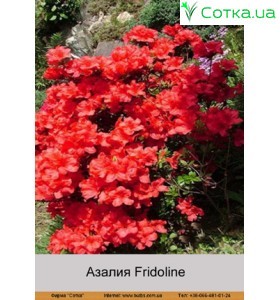 Азалия Fridoline