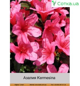 Азалия Kermesina