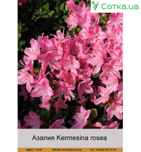 Азалия Kermesina rosea
