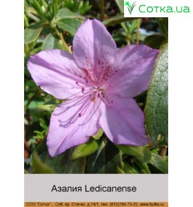 Азалия Ledicanense