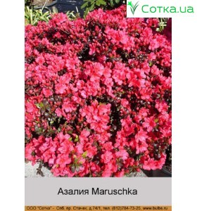 Азалия Maruschka