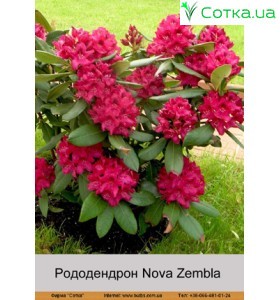 Рододендрон Nova Zembla