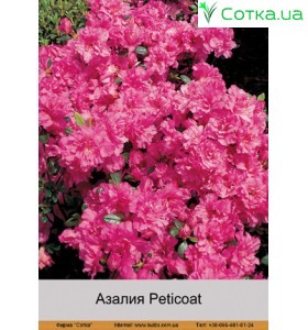 Азалия Peticoat