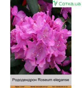 Рододендрон Roseum eleganse