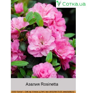 Азалия Rosinetta