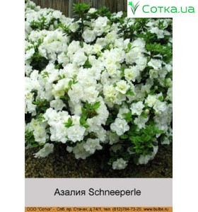 Азалия Schneeperle