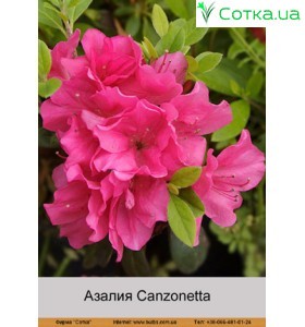 Азалия Сanzonetta