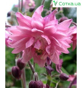 Аквілегія (Aquilegia)	Barlow Pink
