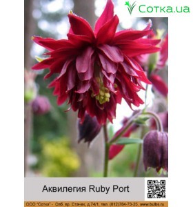 Аквилегия Ruby Port