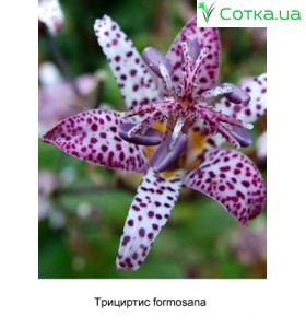 Тріціртіс formosana