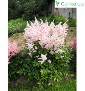 Астильба гибридная (Astilbe hybr.)	Younique Salmon®