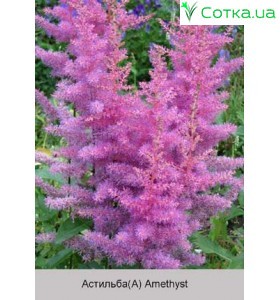 Астильба Арендса Amethyst
