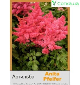 Астильба Арендса Anita Pfeifer